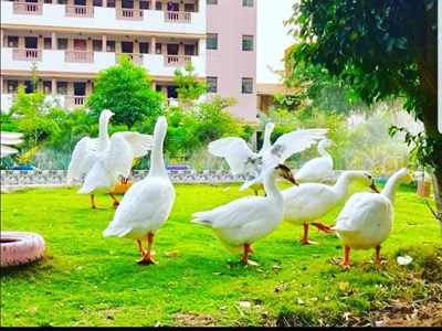 Koday Gurukul